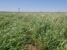 Silver Bluestem - Santiago Germplasm